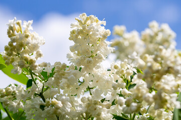 Blooming yellow lilac Primrose Syringa vulgaris 
