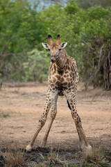 Obraz na płótnie Canvas A Giraffe seen having a drink of water on a safari in South Africa