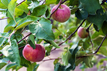 Big red apples close-up on a tree branch. Ripe fruits.