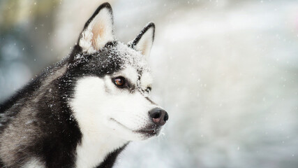 siberian husky dog in white winter snow