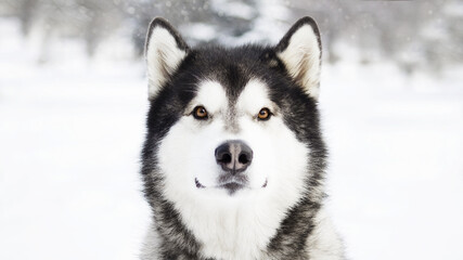 malamute dog play in snow in cold white winter