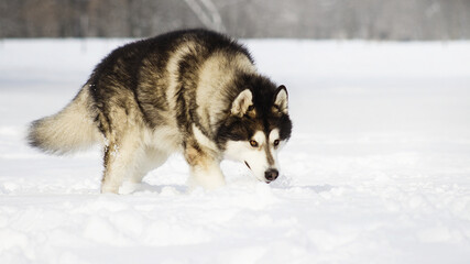 malamute dog play in snow in cold white winter