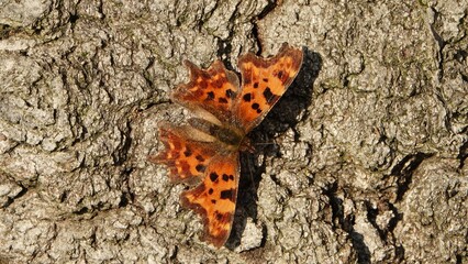 Schmetterling am Baum