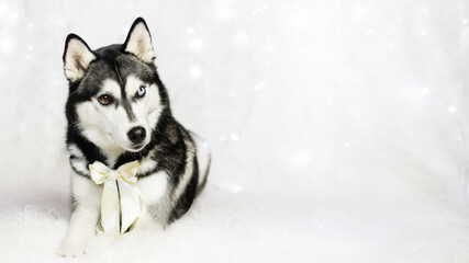 siberian husky dog in white studio celebrate christmas and new year with lights
