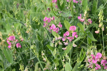 Closeup Lathyrus latifolius known as perennial peavine with blurred background in summer garden