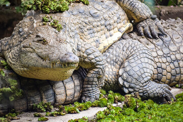 alligator in the everglades