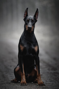 portrait of a black doberman dog in fog grey nature road