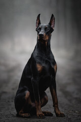 Fototapeta na wymiar portrait of a black doberman dog in fog grey nature road