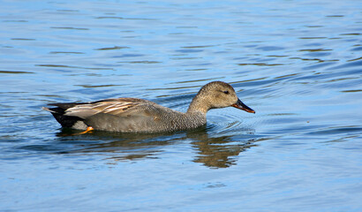 Gadwall  Duck swimming on water on a sunny day.