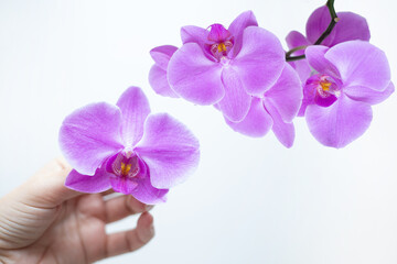 Obraz premium Purple orchid flower phalaenopsis isolated on white background.