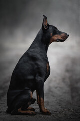 portrait of a black doberman dog in fog grey nature road
