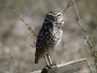Burrowing owl, Florida