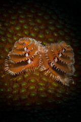 The colours of a Christmas tree worm (Spirobranchus giganteus) on the reefs off the Dutch Caribbean island of St Martin