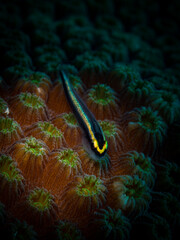 Sharknose Goby (Gobiosoma evelynae) sits on hard corals on the reef off the Dutch Caribbean isalnd of St Martin