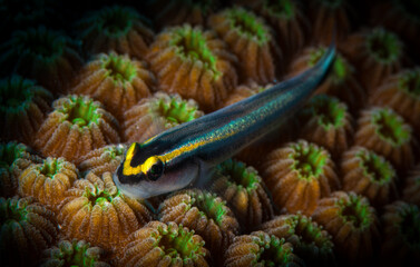 Sharknose Goby (Gobiosoma evelynae) sits on hard corals on the reef off the Dutch Caribbean isalnd...