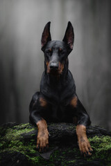 portrait of a black doberman dog in fog grey nature road - obrazy, fototapety, plakaty