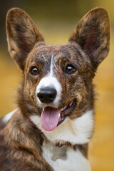 portrait of a corgi dog in autumn nature park