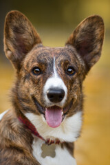 portrait of a corgi dog in autumn nature park