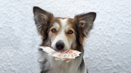 dog holding money