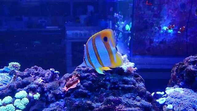 4k Video of Copperband butterflyfish - Chelmon rostratus