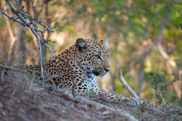 A female Leopard seen on a safari in South Africa