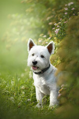 west highland white terrier dog in green park