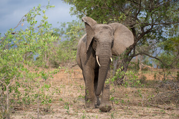 Obraz premium African Elephant seen on a safari in South Africa
