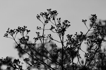 Silhouettes of plants. Flowers in black and white. Nature background.
