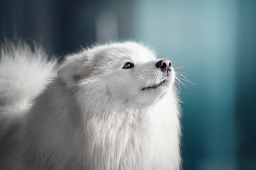 portrait of a white dog on blue city background