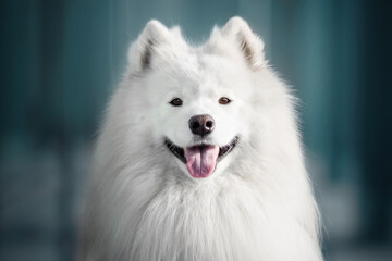 portrait of a white dog on blue city background