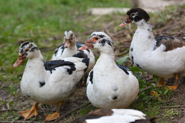 Adult ducks of musk breed (Cairina moschata)