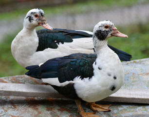 Adult ducks of musk breed (Cairina moschata)