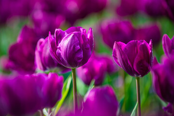 Obraz na płótnie Canvas purple tulips in spring