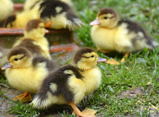 Young ducks of musk breed (Cairina moschata)