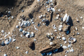 seashells © Marek