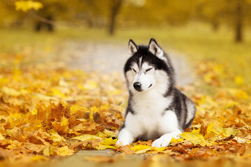 siberian husky dog in autumn nature park
