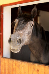 Curious young horse standing in the stable door. Purebred youngster looking out from the barn