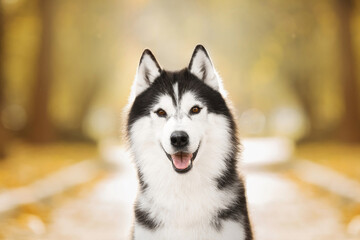 siberian husky dog in autumn nature park