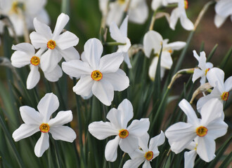 Narcissus (daffodils) bloom in the flowerbed.