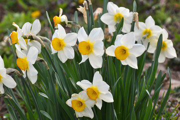 Obraz premium Narcissus (daffodils) bloom in the flowerbed.