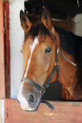 Fototapeta premium Curious young horse standing in the stable door. Purebred youngster looking out from the barn