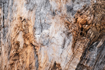 Log close up, sawn tree side view of sharp parts of felled log. Wood textured wall for background or design. Old stump texture.