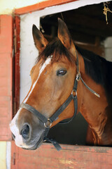 Curious young horse standing in the stable door. Purebred youngster looking out from the barn