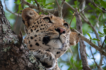 A female Leopard seen on a safari in South Africa