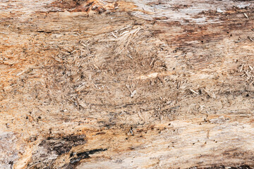 Naklejka premium Log close up, sawn tree side view of sharp parts of felled log. Wood textured wall for background or design. Old stump texture.