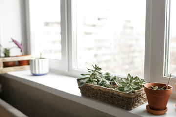 Plants in pots on the windowsill.