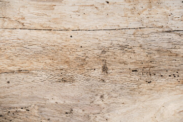 Log close up, sawn tree side view of sharp parts of felled log. Wood textured wall for background or design. Old stump texture.