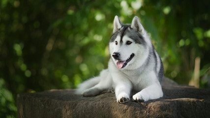 siberian husky dog in green nature © Krystsina