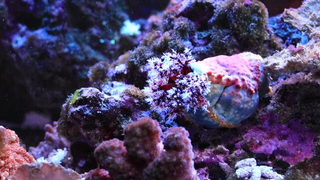 Video of Sea apple colorful marine invertebrate - Pseudocolochirus violaceus