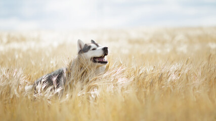 siberian husky dog in wheat field © Krystsina